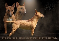 Étalon Bull Terrier Miniature - Paprika de l'Empire du Bull
