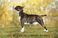 Étalon Bull Terrier Miniature - CH. My life de l'Empire du Bull
