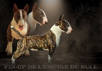 Étalon Bull Terrier Miniature - CH. Pin-up de l'Empire du Bull