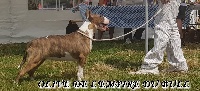 Étalon Bull Terrier - CH. Olive de l'Empire du Bull