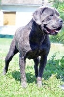 Étalon Cane Corso - Emma dolce gracioso