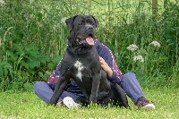 Étalon Cane Corso - Nyks Des Sentinelles D'orion