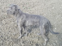 Étalon Cane Corso - Pinka (Sans Affixe)