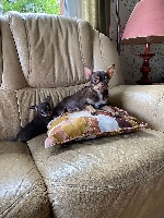Étalon Chihuahua - Noisette de venkata