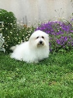 Étalon Coton de Tulear - Pomme d'amour Du pré moussey