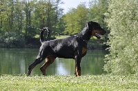 Étalon Dobermann - via felicium Kalidor legend