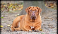 Étalon Dogue de Bordeaux - Nyola de la tribu de Laza