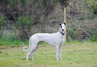 Étalon Greyhound - Pégasus Rosae Fidelis