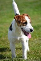 Étalon Jack Russell Terrier - Mystique Du Fond Cailloux