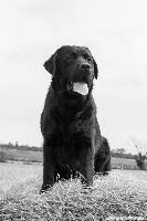 Étalon Labrador Retriever - Oll'black de la hêtraie pourpre