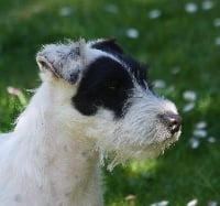Étalon Parson Russell Terrier - CH. sweetjumper's Made for berlin prince}