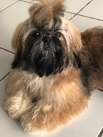 Étalon Shih Tzu - Prince charmant Du Domaine Des Joyaux Tibétains