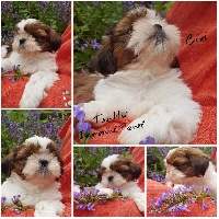 Étalon Shih Tzu - Tangalyfall Tsu-hsi imperial pearl