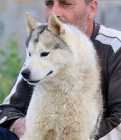 Étalon Siberian Husky - Love never has Of Wolf Siberian Song