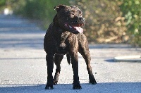 Étalon Staffordshire Bull Terrier - Lalie's Niños Never say die
