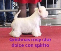 Étalon West Highland White Terrier - Qristmas rosy star dolce con spirito