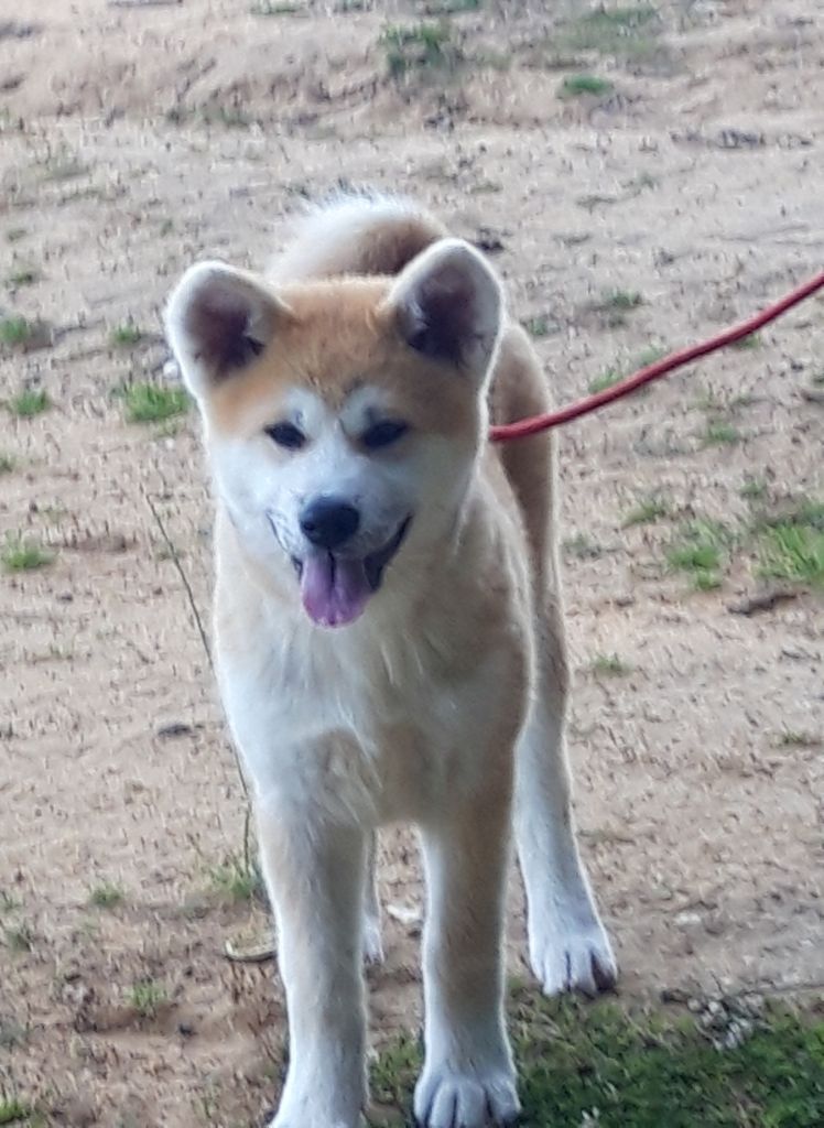 Publication : Du Bois Des Girardons