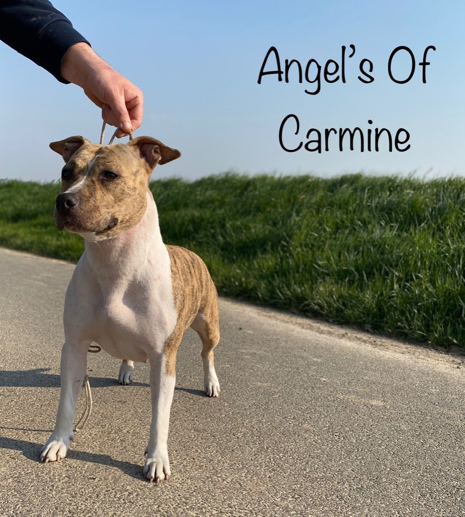 Publication : de Angel's of Carmine 