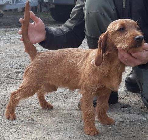 Publication : du rallye de ramondens 