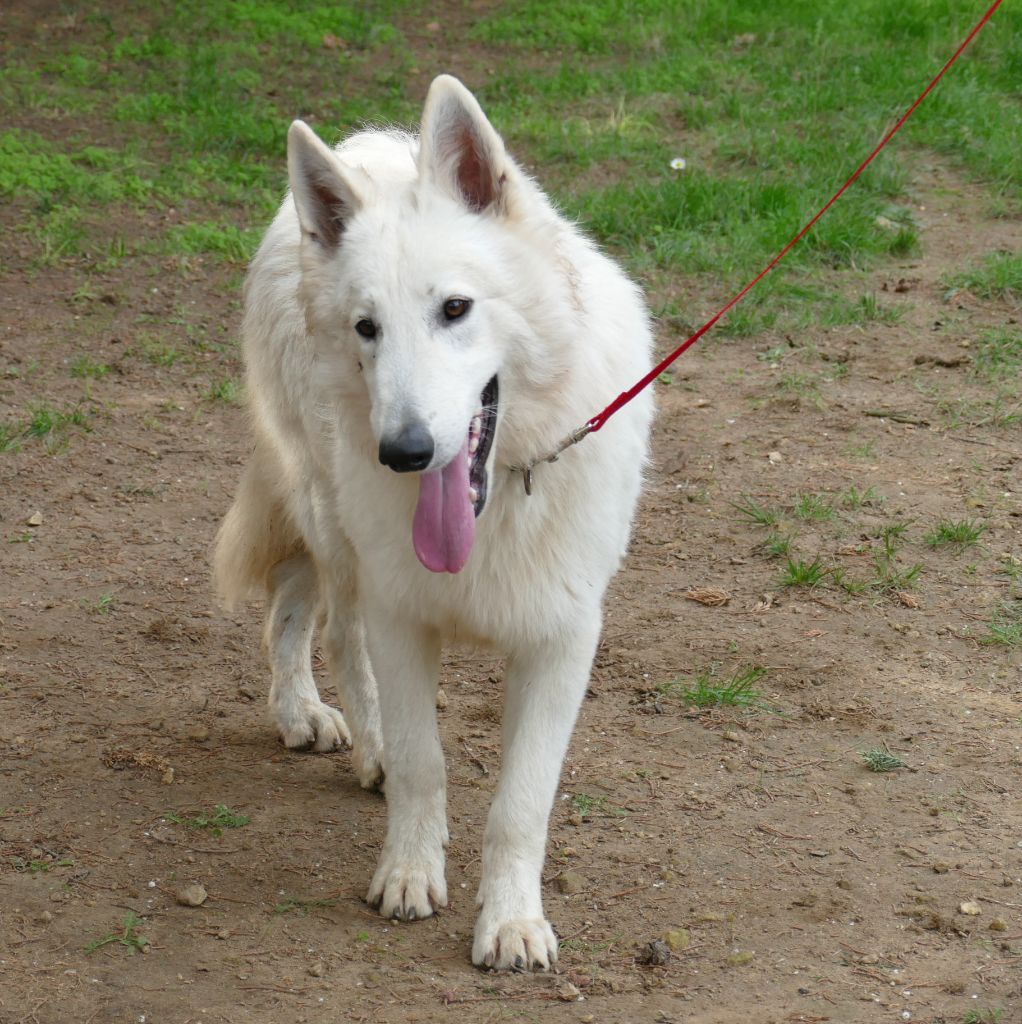 Publication : Du Temps Des Amazones Auteur : DELFOSSE EMILIE