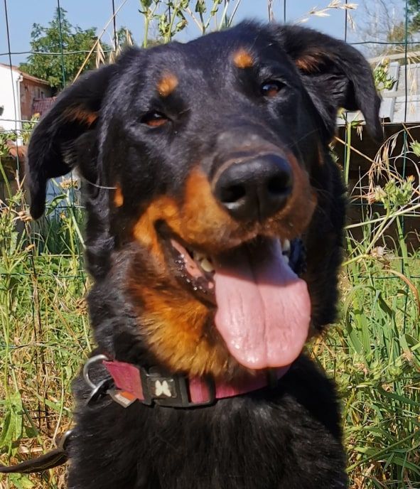 Ninja de la Noé d'Orient