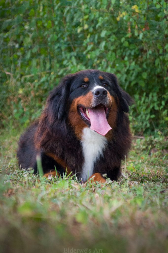 Publication : du Domaine des Gladiateurs 