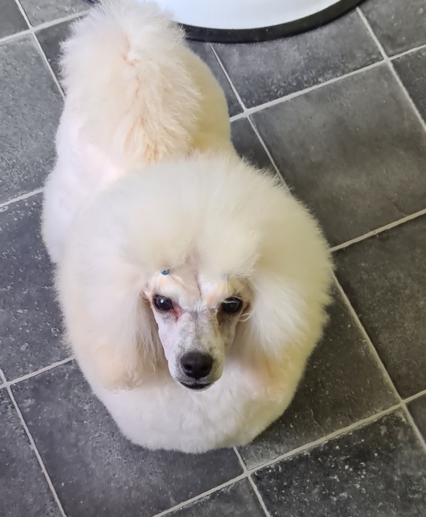 Publication : De L'Eden Angel 