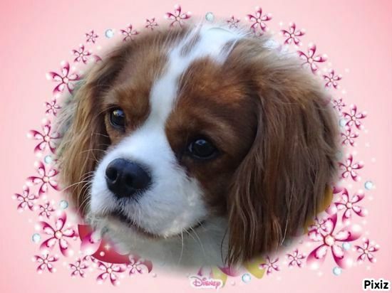 Oxane du Palais des Calins