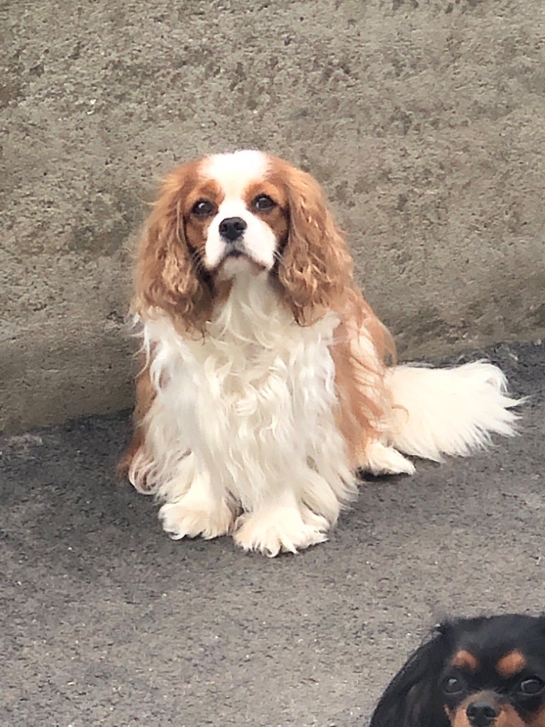 Pixelle royaume des cavaliers valaisan