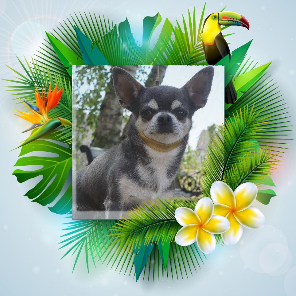 Publication : Des Petits Zamours Auteur : DES PETITS ZAMOURS