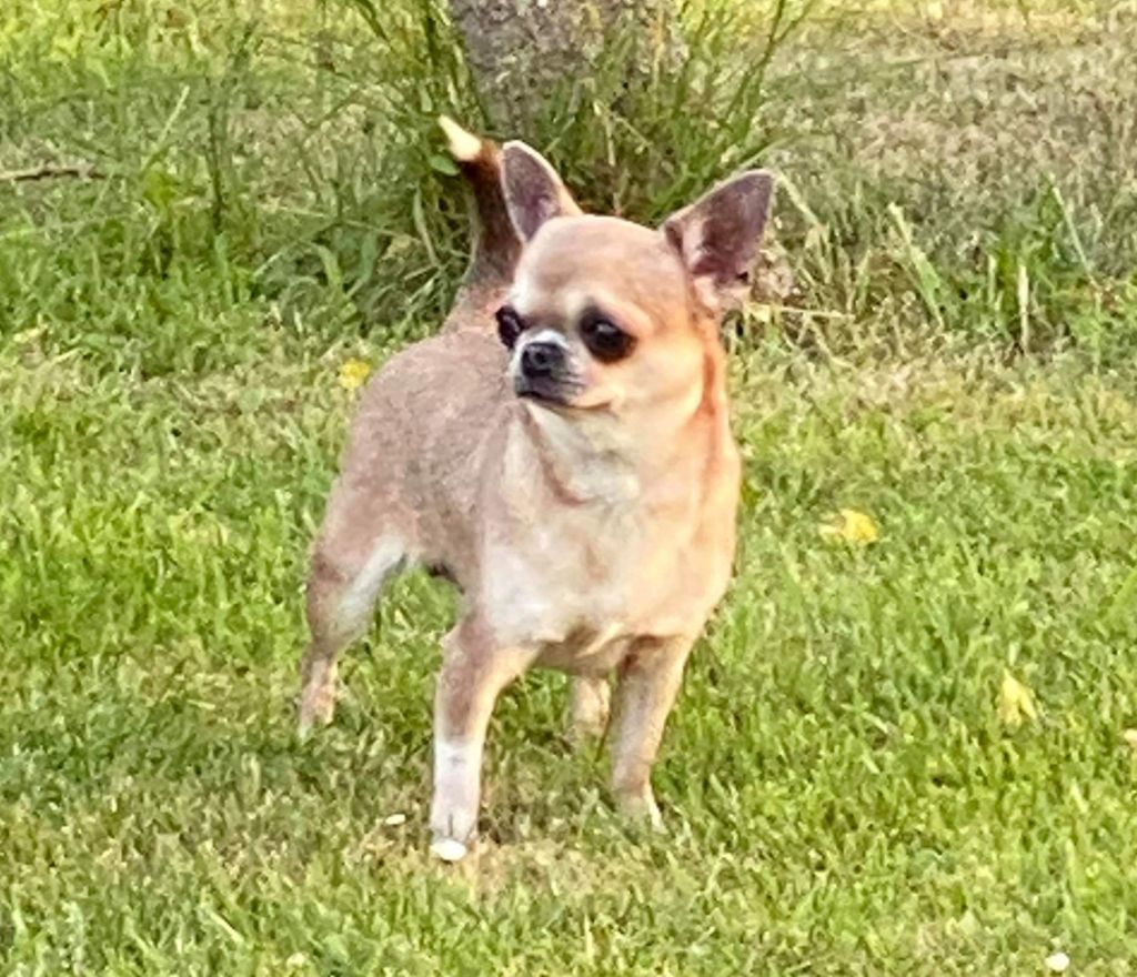 Publication : du Royaume d'Isthar 