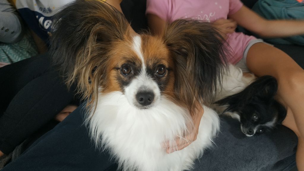 Publication : Butterfly In Wonderland Auteur : Nelly Joubert