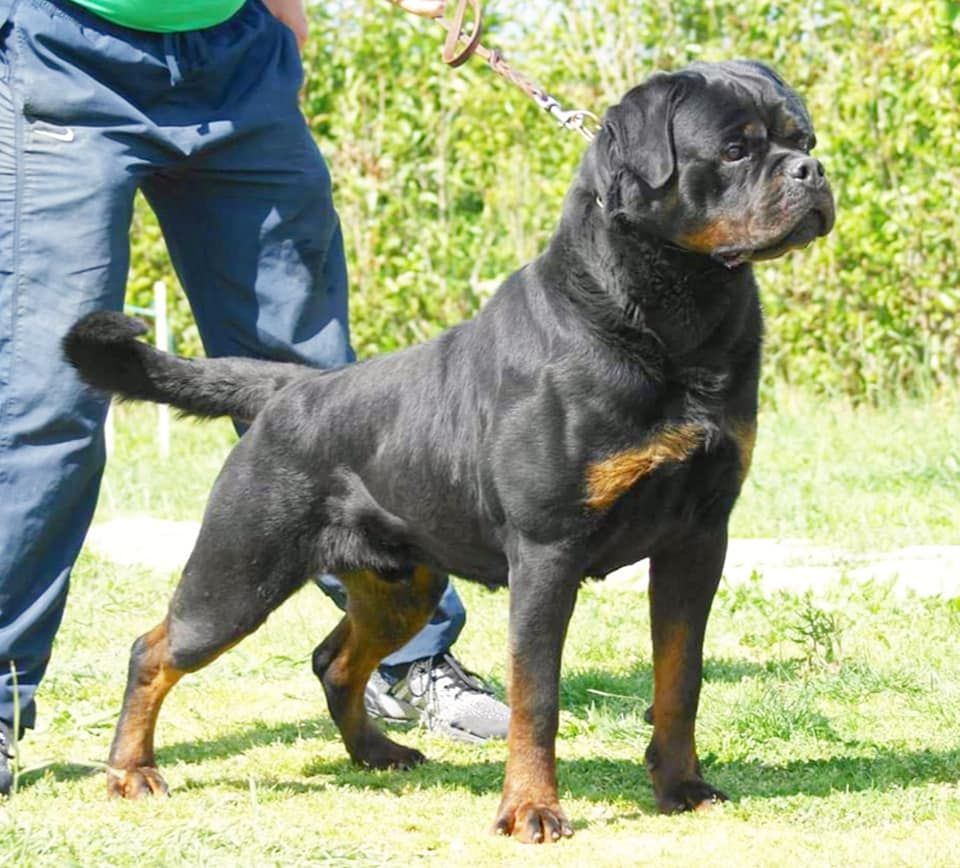 CH. Electro impressive cro rott