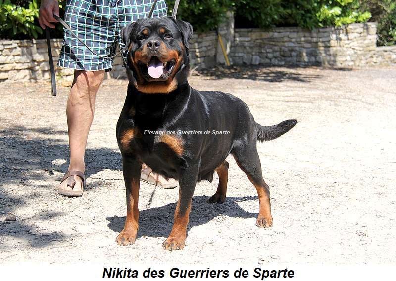 Nikita des guerriers de Sparte