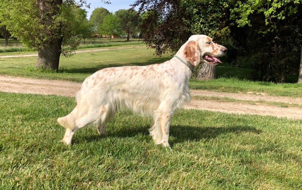 Nabila Des Belles Du Causse