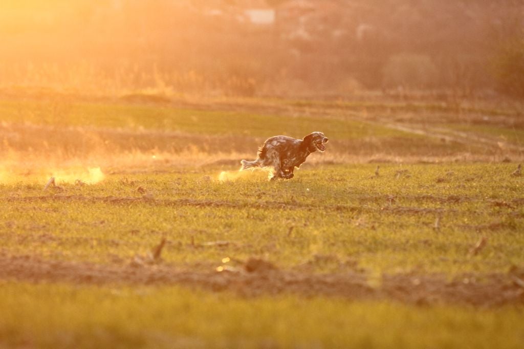 TR. sharptails Automne