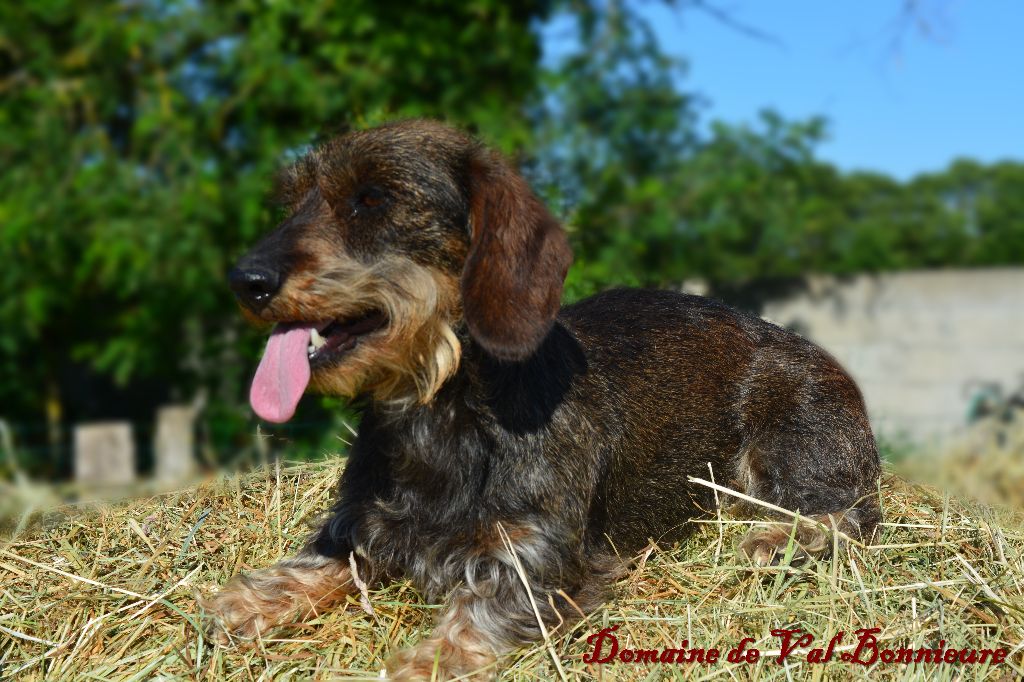 Publication : Du Domaine De Val'bonnieure