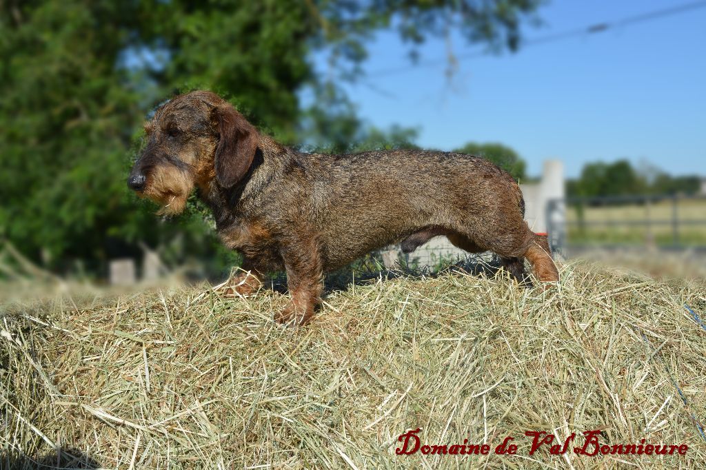 Publication : Du Domaine De Val'bonnieure