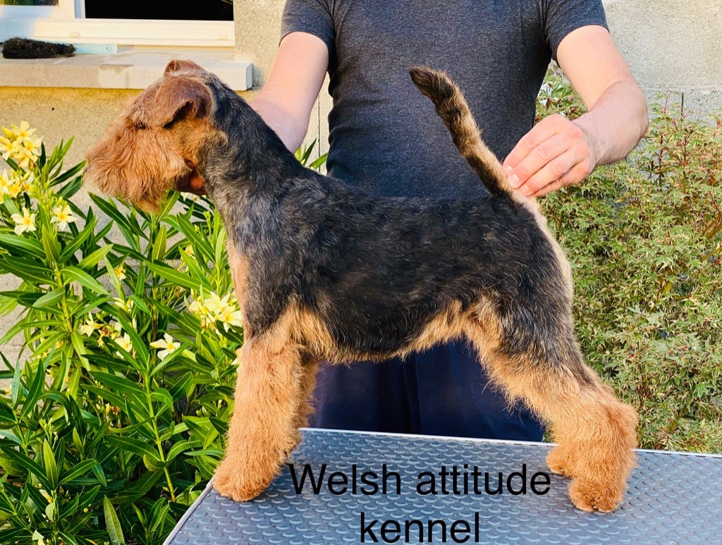 Publication : Welsh attitude 