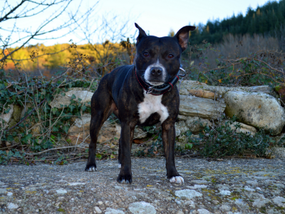 Étalon Staffordshire Bull Terrier - Abyss Of Enki Oh'shelby