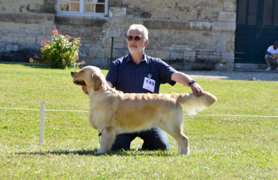 Étalon Golden Retriever - Rien que pour vos yeux du P'Tit Coin de Paradis