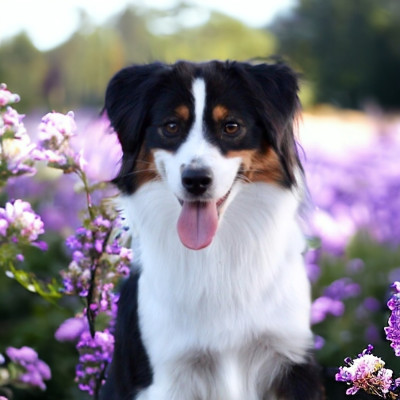 Étalon Berger Américain Miniature - CH. Olyka du royaume des lys d'or