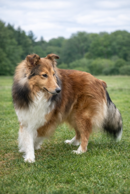 Étalon Shetland Sheepdog - Paillette étincelante du Royaume d'Angélique