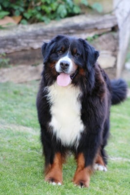 Étalon Bouvier Bernois - Princesse tam tam D'Ainhoa