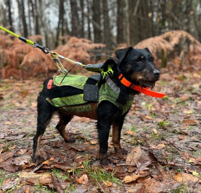 Étalon Terrier de chasse allemand - Oprah De La Dernière Harde De Sologne