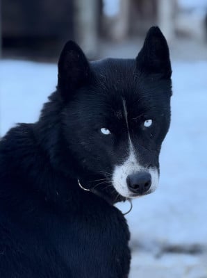 Étalon Siberian Husky - Obiwan kenobi Of Blue Skunky