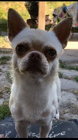 Étalon Chihuahua - Obelix (Sans Affixe)