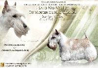 Étalon Scottish Terrier - CH. I said no no no du Moulin de Mac Grégor