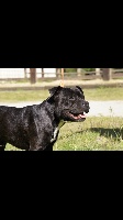 Étalon Staffordshire Bull Terrier - Number one De la crique du Flojule