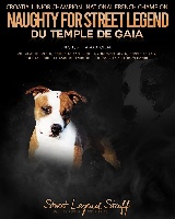 Étalon American Staffordshire Terrier - CH. Naughty for street legend du temple de Gaïa